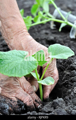 Die Hände der älteren Frau einpflanzen einer Gurke Sämling im Gemüsegarten, vertikale Zusammensetzung Stockfoto