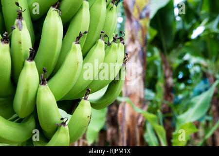 Bündel von grünen Bananen auf einem Baum in einer Plantage. Stockfoto