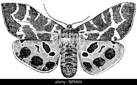 Holz graviert Illustration, von der "Schatzkammer der Natur" von Samuel Maunder, veröffentlicht 1848 Stockfoto