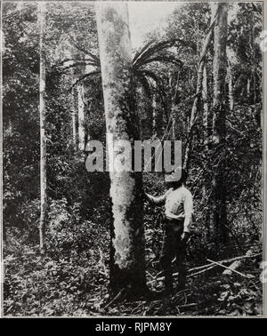 . Australische Regenwald Bäume, ohne die Spezies auf die Tropen beschränkt. Regenwälder; Bäume. 17 (5 Fam ih/SIM-li LB EIN CI': ein F.. Ich Abb., 110.- weiße Bohne (Ailanthus malabarica). Imbil, über 26,4° S. ein Vogel si Nest Farn (Asplenium Nidus) ist im oberen Teil der Stammzellen gezeigt. Die fein schuppige Charakter der Rinde ist etwas auf dem oberen Teil des Schaftes, ich {Foto.: W. D.F.). Bitte beachten Sie, dass diese Bilder extrahiert werden aus der gescannten Seite Bilder, die digital haben für die Lesbarkeit verbessert - Färbung und Aussehen dieser Abbildungen können nicht Perfekt resembl Stockfoto