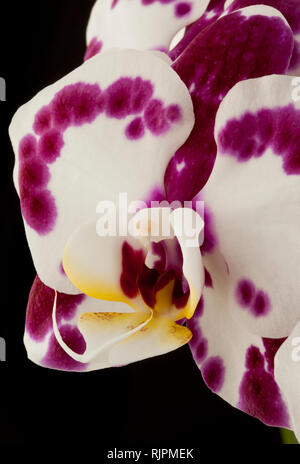 Eine Orchidee auf schwarzem Hintergrund Stockfoto