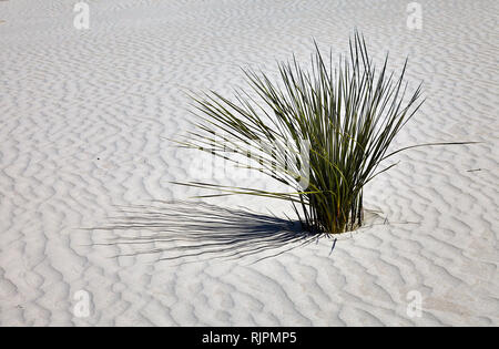 Junge Seife Baum Yucca Pflanze in White Sands National Monument, New Mexico, USA Stockfoto