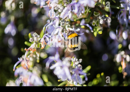 Eine Hummel sip von einigen violetten Blüten in einem Park in Caceres. Stockfoto