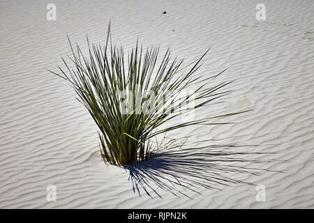 Junge Seife Baum Yucca Pflanze in White Sands National Monument, New Mexico, USA Stockfoto