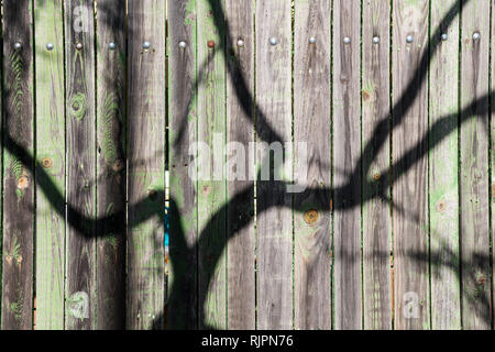 Der Schatten der Zweige eines Baumes auf einem alten grünen Holzzaun projiziert Stockfoto