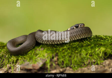 Tierwelt Foto der Ringelnatter in der Tschechischen Republik Stockfoto
