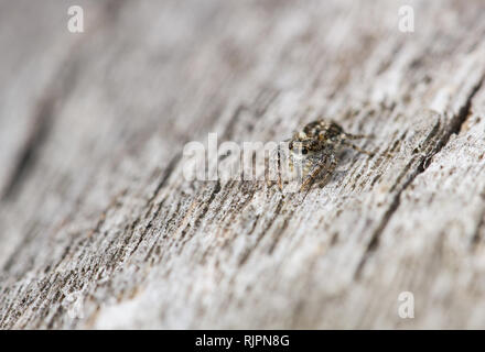 Wildlife Makro Foto von jumping Spider Stockfoto