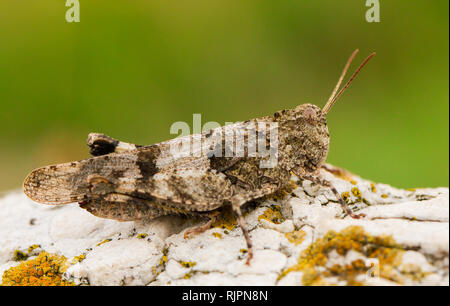 Wildlife Makro Foto von blue-winged Grasshopper Stockfoto