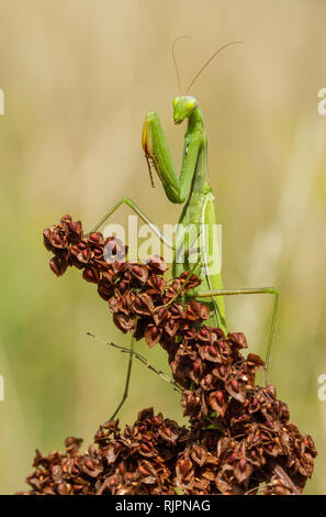 Wildlife Makro Foto von gottesanbeterin Stockfoto