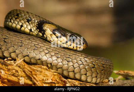 Tierwelt Foto der Ringelnatter in der Tschechischen Republik Stockfoto