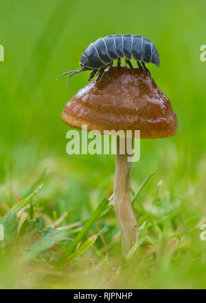 Wildlife Makro Foto von Pillbug in der Tschechischen Republik Stockfoto