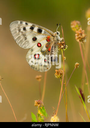 Wildlife Makro Foto von Apollo Buterfly Stockfoto