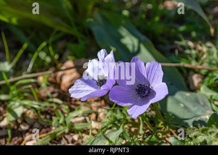 Violett Anemonen im Sonnenlicht Hintergrundbeleuchtung Nahaufnahme Stockfoto