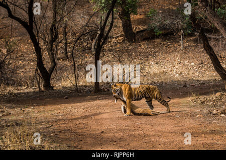 Rohe Natur der Dschungel. Spotted Deer Hunt durch einen weiblichen Tiger in einem heißen Sommer morgen im Ranthambore Tiger Reserve, Indien Stockfoto