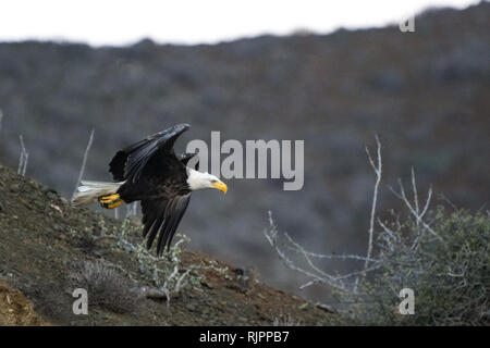 Mexikanische Weißkopfseeadler ausziehen, San Carlos, Baja California Sur, Mexiko Stockfoto