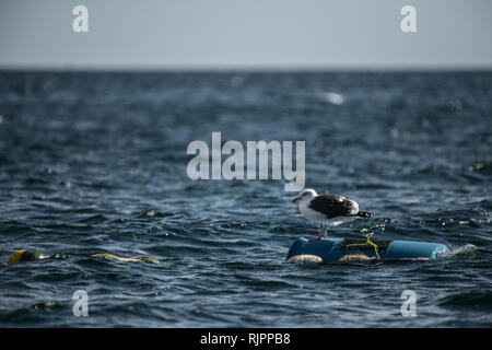 Möwe, San Carlos, Baja California Sur, Mexiko Stockfoto