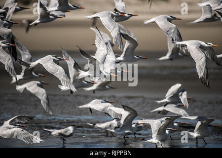 Kormoran Kolonie, die in der Nähe von Wasser, San Carlos, Baja California Sur, Mexiko Stockfoto