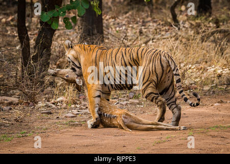 Rohe Natur der Dschungel. Spotted Deer Hunt durch einen weiblichen Tiger in einem heißen Sommer morgen im Ranthambore Tiger Reserve, Indien Stockfoto