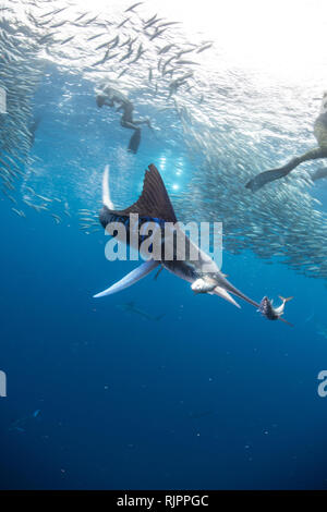 Gestreiften marlin Jagd Makrelen und Sardinen, von TAUCHERN fotografiert. Stockfoto