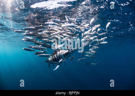 Gestreiften marlin Jagd Makrelen und Sardinen Stockfoto