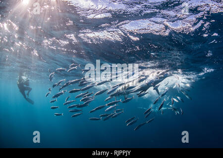 Gestreiften marlin Jagd Makrelen und Sardinen, fotografiert von Diver Stockfoto