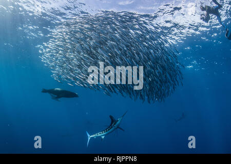 Gestreiften marlin Jagd Makrelen und Sardinen, fotografiert von Diver Stockfoto