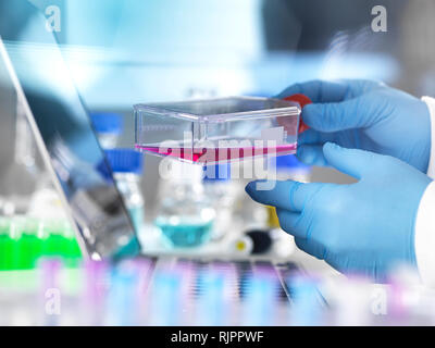 Zellbiologe Holding eine Flasche mit Stammzellen, in rot Nährmedium in einem Labor gezüchtet Stockfoto