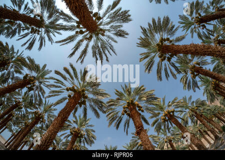 Wüste Landwirtschaft. Low Angle Fischaugenobjektiv Palm Tree Plantation im Toten Meer Region, Israel Stockfoto
