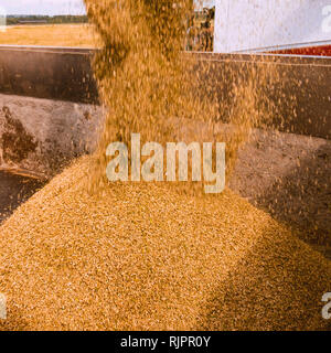 Getreide gießen vom Feldhäcksler in Lkw kombinieren, Detail Stockfoto