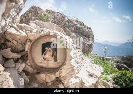 Hund aus kreisförmigen Hundehütte in ländlichen Rock, Nuoro, Sardinien, Italien Stockfoto