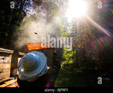 Imker Kontrolle Bienenstock vor Sonnenlicht in Bauernhof, Ural, Bashkortostan, Russland Stockfoto