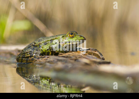 Tierwelt Foto des Sumpfes Frosch Stockfoto