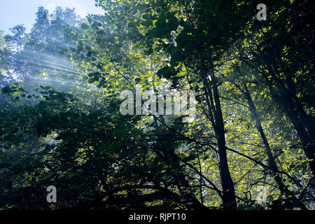 Grünen Wald Tree Tops und Sonnenstrahlen, Low Angle View Stockfoto