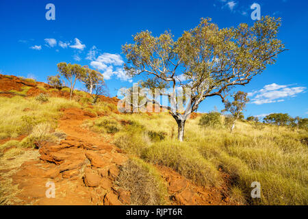 Wandern in der Wüste Schlucht Aussichtspunkt in Karijini National Park zu joffre, Western Australia Stockfoto