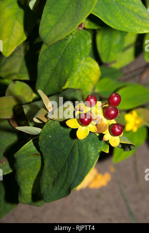 Johanniskraut (Hypericum inodorum) Stockfoto