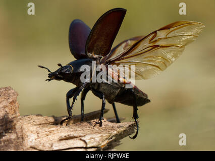 Wildlife Makro Foto des Fliegens Hirschkäfer Stockfoto