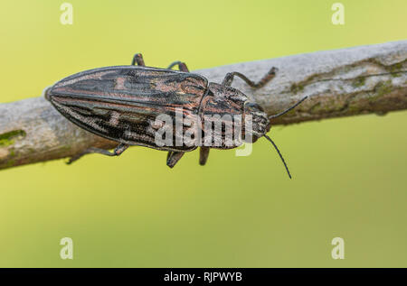 Wildlife Makro Foto von Flatheaded Kiefer borer Käfer Stockfoto