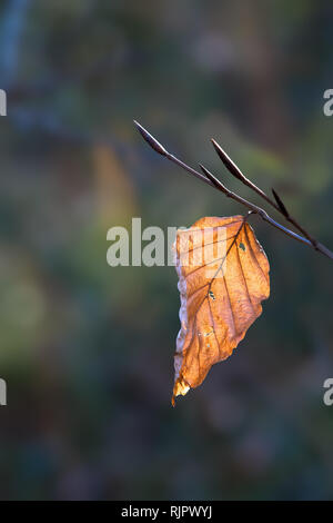 Single hell hinterleuchtete Herbst farbige Buche Blatt im Herbst Winter, mit geringer Tiefenschärfe. Neuen Blattknospen bereits Stockfoto