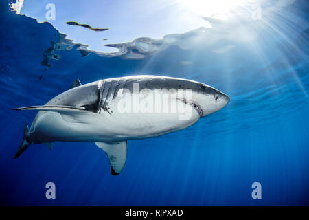 Great White Shark, Guadalupe, Mexiko Stockfoto