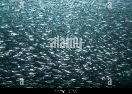 Schwärme von Sardinen von Red Snapper gejagt Stockfoto