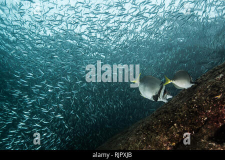 Schwärme von Sardinen von Red Snapper gejagt Stockfoto