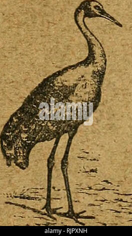 . Austral Vogelgrippe aufnehmen können; eine wissenschaftliche Zeitschrift widmet sich vor allem dem Studium der Australischen Vogelwelt. Vögel Australien; Ornithologie. Die Austral Vogelgrippe Datensatz einer wissenschaftlichen Zeitschrift VOR ALLEM AUF DIE STUDIE VON DER AUSTRALISCHEN VOGELWELT VOL gewidmet. Iii. Nr. 2. Im Zusammenhang mit der Austral Vogelgrippe Museum, Faib Eiche, Hants, England Editor GREGORY M. MATHEWS Preis 1/6 Net WITHERBY &Amp; CO., 326 Hum Holborn, London, WC ausgestellt November * Wh: 1915.. Bitte beachten Sie, dass diese Bilder aus gescannten Seite Bilder, die digital für die Lesbarkeit verbessert haben mögen - Färbung und Erscheinungsbild der extrahiert werden Stockfoto