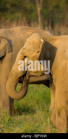 Asiatische Elefanten von Elephas Maximus bei Jim Corbett National Park, Uttarakhand, Indien Stockfoto