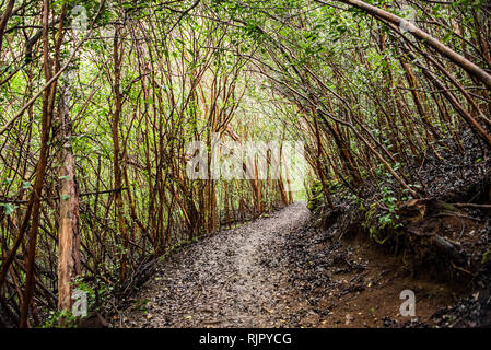 Dichten Wald auf Kuilau Ridge Trail, Kauai, Hawaii Stockfoto