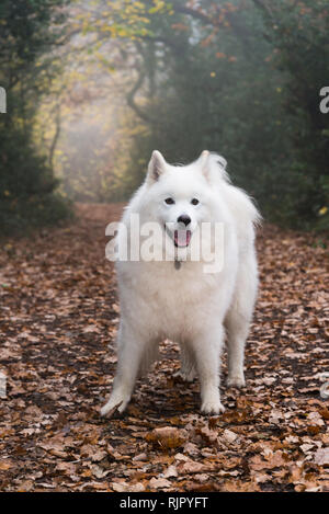 Samoyed Hund im nebligen Wald Stockfoto