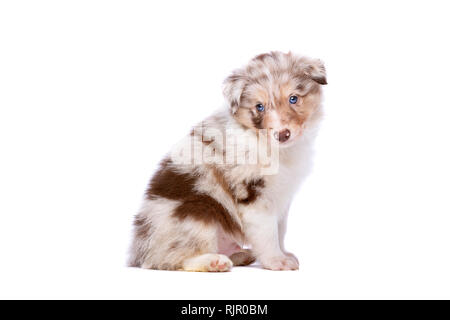 Red merle Border Collie Welpen vor einem weißen Hintergrund Stockfoto