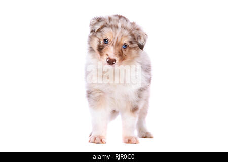 Red merle Border Collie Welpen vor einem weißen Hintergrund Stockfoto