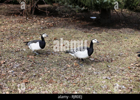 Zwei kanadische Gänse zu Fuß auf einem bräunlichen Wiese. Die Gänse sind recht kleine schwarze und weiße Vögel. In Helsinki, Finnland fotografiert. Stockfoto