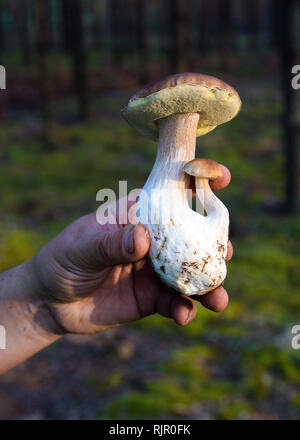 Mann Hand hält Pilze auf den Wald grün hinterlegt. Boletus edulis Nahaufnahme. Herbst im Wald Stockfoto