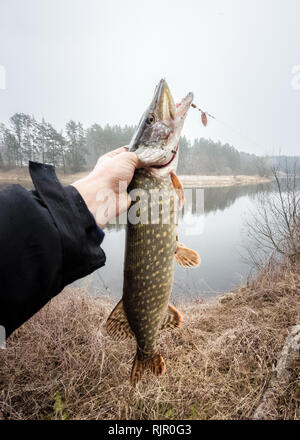 Angeln im Fluss. Offener Mund große Hechte in der Hand des Fischers. Angeln Trophäen, in frischem Wasser gefangen. Hand der Angler über dem Wasser. Fisher Stockfoto